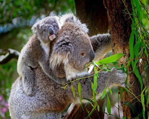 Mechanical koala exploring a digital workshop in the fictional Koala Gear Quest game